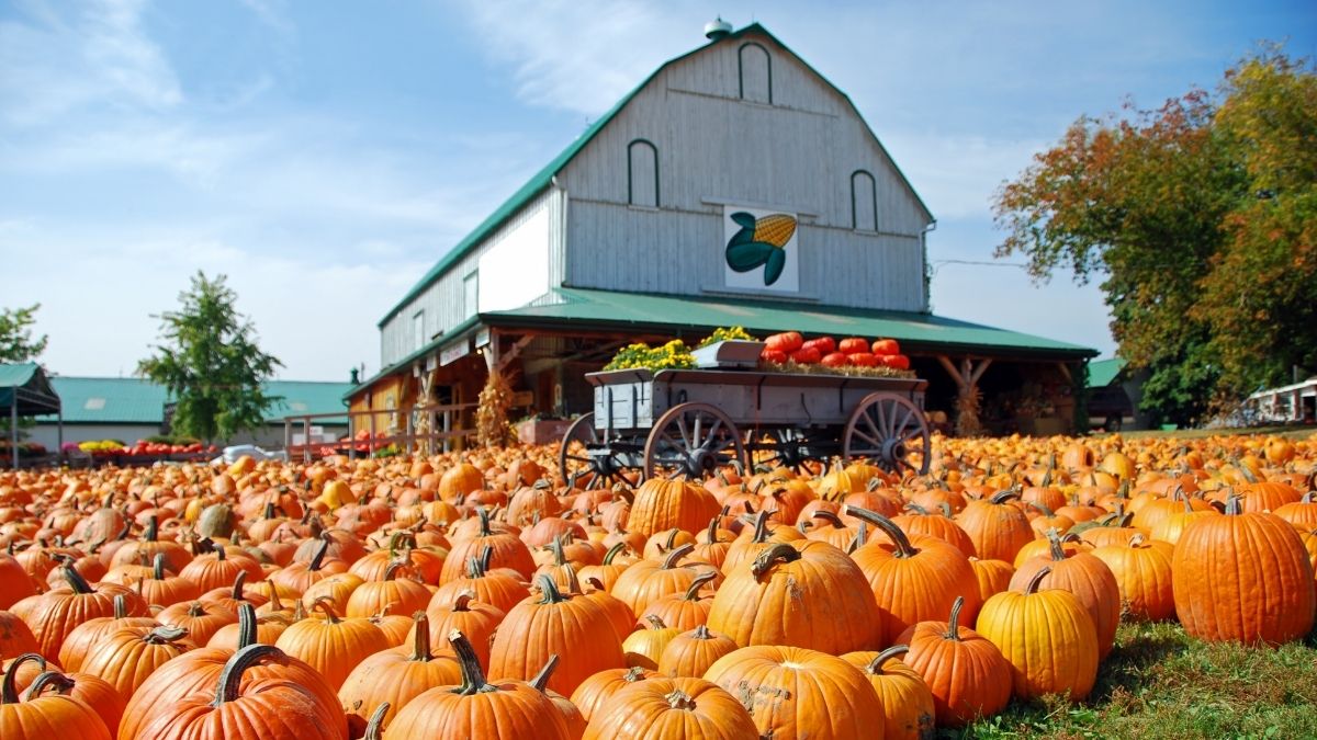 Fall Family Fun in the Atlanta Area Hay Rides, Pumpkins, Corn Mazes